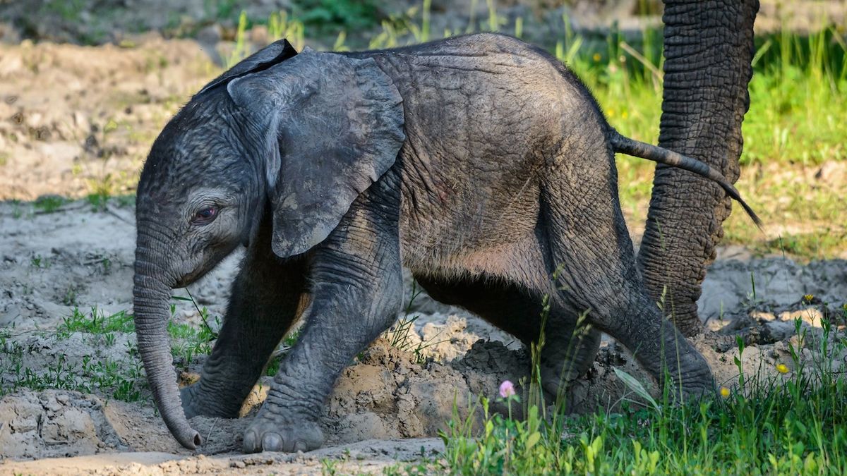 Ve zlínské zoo se narodilo mládě slona afrického